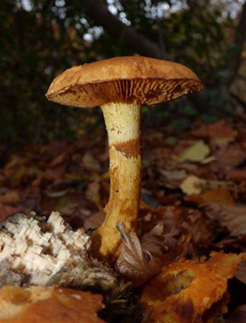 Single mature cap on birch wood in Hockley Woods, Essex 